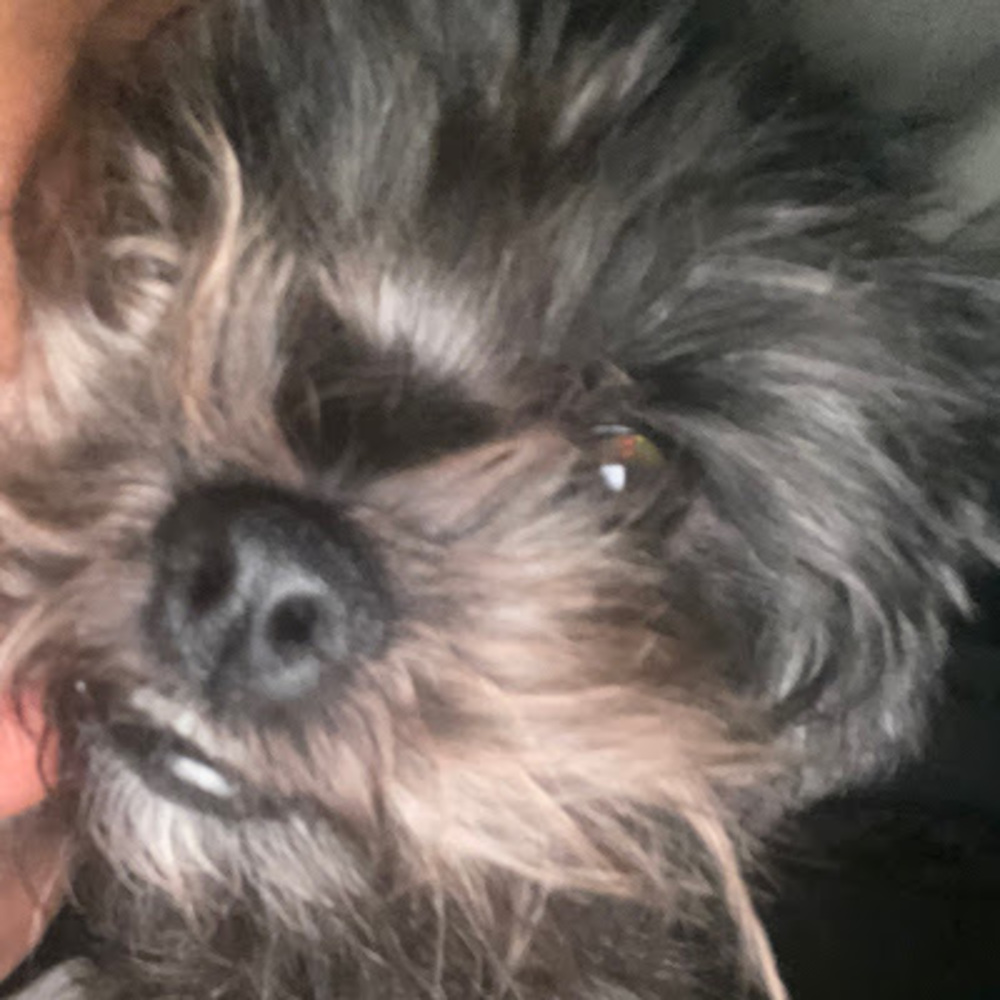 Meet your Posher, Rose